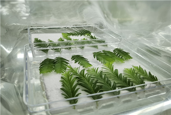 周口博士&ldquo;植物快繁技术&rdquo;成功立项 &ldquo;点叶成林&rdquo;即将实现