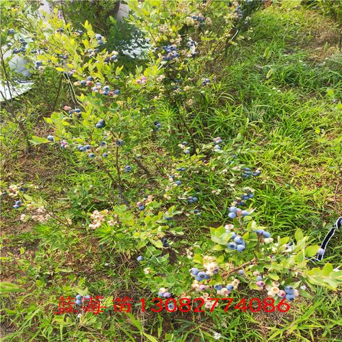 蓝莓组培苗蓝莓苗报价-泰安成优农业科技