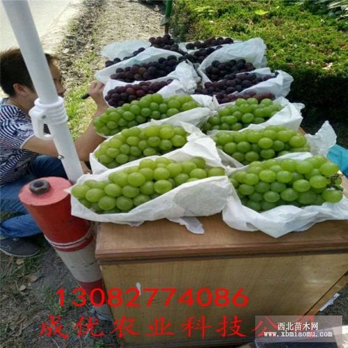 葡萄苗__泰安成优农业科技