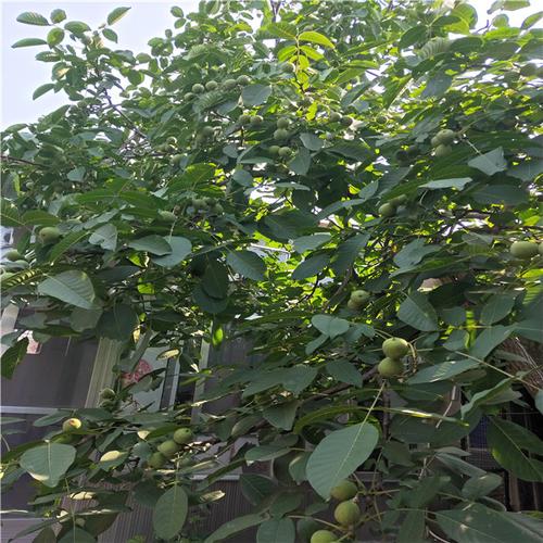 垂铃核桃苗文玩核桃苗单价-泰安成优农业科技